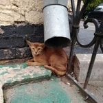 Подробнее об объявлении «Москва Найдена кошка метро семеновская» Фото: найдена кошка Абиссинская «Москва Найдена кошка метро семеновская» в г. Москва