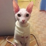 Подробнее об объявлении «Ангарск Пропала кошка вознаграждение 5000» Фото: пропала кошка Сфинкс «Ангарск Пропала кошка вознаграждение 5000» в г. Ангарск