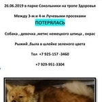Подробнее об объявлении «Пропала собака потерялась в москве Москва» Фото: пропала собака  «Пропала собака потерялась в москве Москва» в г. Москва