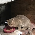 Подробнее об объявлении «Москва Найден кот» Фото: найдена кошка  «Москва Найден кот» в г. Москва