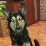 Подробнее об объявлении «Пропал кот Томск» Фото: пропала кошка  «Пропал кот Томск» в г. Томск