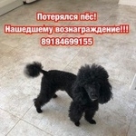 Подробнее об объявлении «Пропала собака кобель Краснодар» Фото: пропала собака Пудель «Пропала собака кобель Краснодар» в г. Краснодар