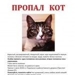 Подробнее об объявлении «Подольск Пропал кот, на проспекте ленина» Фото: пропала кошка  «Подольск Пропал кот, на проспекте ленина» в г. Подольск
