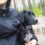 Подробнее об объявлении «Пропала собака очень ищем  Печоры» Фото: пропала собака  «Пропала собака очень ищем  Печоры» в г. Печоры