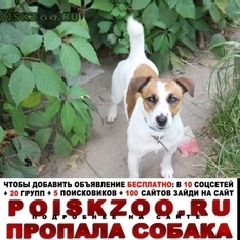 Подробнее об объявлении «Пропала собака Обнинск» Фото: пропала собака Джек рассел терьер «Пропала собака Обнинск» в г. Обнинск