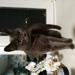 Подробнее об объявлении «Химки Найден кот» Фото: найдена кошка Британская короткошерстная «Химки Найден кот» в г. Химки