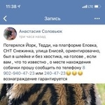 Подробнее об объявлении «Пропала собака кобель Красноярск» Фото: пропала собака Йоркширский терьер «Пропала собака кобель Красноярск» в г. Красноярск