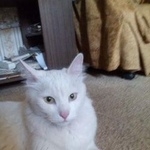 Подробнее об объявлении «Москва Найден кот белый длинношерстный кот (вао)» Фото: найдена кошка  «Москва Найден кот белый длинношерстный кот (вао)» в г. Москва