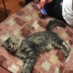 Подробнее об объявлении «Пропала кошка Москва» Фото: пропала кошка  «Пропала кошка Москва» в г. Москва