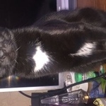 Подробнее об объявлении «Пропала кошка Москва» Фото: пропала кошка  «Пропала кошка Москва» в г. Москва