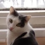 Подробнее об объявлении «Пропал кот Москва» Фото: пропала кошка  «Пропал кот Москва» в г. Москва