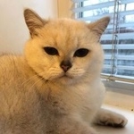 Подробнее об объявлении «Нижний Новгород Пропал кот» Фото: пропала кошка Британская длинношерстная «Нижний Новгород Пропал кот» в г. Нижний Новгород