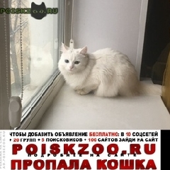 Подробнее об объявлении «Пропала кошка Москва» Фото: пропала кошка  «Пропала кошка Москва» в г. Москва