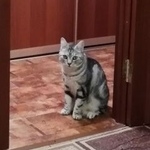 Подробнее об объявлении «Курган Пропал кот» Фото: пропала кошка  «Курган Пропал кот» в г. Курган