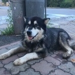 Подробнее об объявлении «Найдена собака кобель аляскинский маламут Нижний Новгород» Фото: найдена собака Аляскинский маламут «Найдена собака кобель аляскинский маламут...» в г. Нижний Новгород