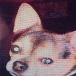 Подробнее об объявлении «Пропала собака кобель помогите найти  Санкт-Петербург» Фото: пропала собака Чихуахуа «Пропала собака кобель помогите найти...» в г. Санкт-Петербург