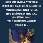 Подробнее об объявлении «Москва Найден кот» Фото: найдена кошка  «Москва Найден кот» в г. Москва
