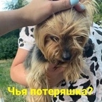 Подробнее об объявлении «Найдена собака Ростов-на-Дону» Фото: найдена собака Той-терьер «Найдена собака Ростов-на-Дону» в г. Ростов-на-Дону