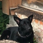 Подробнее об объявлении «Найдена собака домашняя собака Егорьевск» Фото: найдена собака  «Найдена собака домашняя собака Егорьевск» в г. Егорьевск
