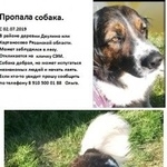 Подробнее об объявлении «Рязань Пропала собака кобель c 02.07.2019» Фото: пропала собака  «Рязань Пропала собака кобель c 02.07.2019» в г. Рязань