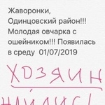 Подробнее об объявлении «Найдена собака жаворонки, овчарка Одинцово» Фото: найдена собака Немецкая овчарка «Найдена собака жаворонки, овчарка Одинцово» в г. Одинцово