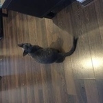 Подробнее об объявлении «Пропал кот серый кудрявый кот Москва» Фото: пропала кошка Девон-рекс «Пропал кот серый кудрявый кот Москва» в г. Москва