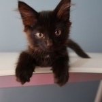 Подробнее об объявлении «Найдена кошка Троицк» Фото: найдена кошка  «Найдена кошка Троицк» в г. Троицк