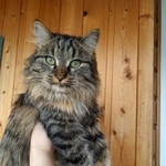 Подробнее об объявлении «Москва Найдена кошка» Фото: найдена кошка  «Москва Найдена кошка» в г. Москва