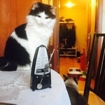 Подробнее об объявлении «Пропала кошка Троицк» Фото: пропала кошка  «Пропала кошка Троицк» в г. Троицк