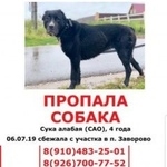 Подробнее об объявлении «Пропала собака Раменское» Фото: пропала собака Среднеазиатская овчарка «Пропала собака Раменское» в г. Раменское