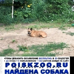 Подробнее об объявлении «Найдена собака с ошейником Щелково» Фото: найдена собака  «Найдена собака с ошейником Щелково» в г. Щелково