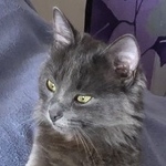 Подробнее об объявлении «Пропала кошка 07.07.2019  Москва» Фото: пропала кошка  «Пропала кошка 07.07.2019  Москва» в г. Москва