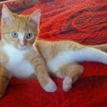 Подробнее об объявлении «Новосибирск Найдена кошка котенок 2-2, 5 мес.на затулинке» Фото: найдена кошка  «Новосибирск Найдена кошка котенок 2-2, 5 мес.на...» в г. Новосибирск