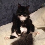 Подробнее об объявлении «Пропал кот молодой черно-белый кот филя Москва» Фото: пропала кошка  «Пропал кот молодой черно-белый кот филя Москва» в г. Москва