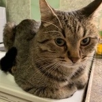 Подробнее об объявлении «Пропал кот  Москва» Фото: пропала кошка  «Пропал кот  Москва» в г. Москва