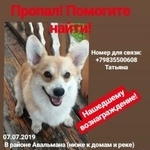 Подробнее об объявлении «Барнаул Пропала собака кобель» Фото: пропала собака Вельш корги «Барнаул Пропала собака кобель» в г. Барнаул