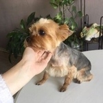 Подробнее об объявлении «Пропала собака Санкт-Петербург» Фото: пропала собака Йоркширский терьер «Пропала собака Санкт-Петербург» в г. Санкт-Петербург