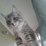 Подробнее об объявлении «Омск Пропала кошка» Фото: пропала кошка  «Омск Пропала кошка» в г. Омск