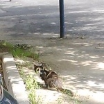 Подробнее об объявлении «Москва Найдена кошка» Фото: найдена кошка  «Москва Найдена кошка» в г. Москва