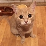 Подробнее об объявлении «Пропала кошка район братиславская Москва» Фото: пропала кошка  «Пропала кошка район братиславская Москва» в г. Москва