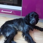 Подробнее об объявлении «Найдена собака кобель спаниель кобель Дзержинск» Фото: найдена собака Русский охотничий спаниель «Найдена собака кобель спаниель кобель Дзержинск» в г. Дзержинск