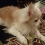 Подробнее об объявлении «Ангарск Найдена собака кобель» Фото: найдена собака Чихуахуа «Ангарск Найдена собака кобель» в г. Ангарск