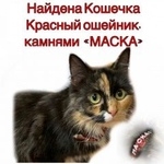 Подробнее об объявлении «Москва Найдена кошка трехцветная на ошейнике - маска» Фото: найдена кошка  «Москва Найдена кошка трехцветная на ошейнике -...» в г. Москва