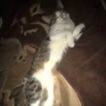 Подробнее об объявлении «Пропала кошка Москва» Фото: пропала кошка  «Пропала кошка Москва» в г. Москва