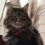 Подробнее об объявлении «Подольск Пропал кот, поливаново» Фото: пропала кошка  «Подольск Пропал кот, поливаново» в г. Подольск