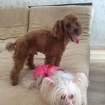 Подробнее об объявлении «Анапа Пропала собака кобель пудель рыжий» Фото: пропала собака Пудель «Анапа Пропала собака кобель пудель рыжий» в г. Анапа