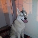 Подробнее об объявлении «Воронеж Найдена собака хаски» Фото: найдена собака Сибирская хаски «Воронеж Найдена собака хаски» в г. Воронеж