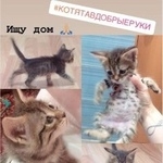 Подробнее об объявлении «Найдена кошка Курган» Фото: найдена кошка  «Найдена кошка Курган» в г. Курган
