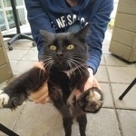 Подробнее об объявлении «Москва Найдена кошка черно-белый кот / красный ошейник» Фото: найдена кошка  «Москва Найдена кошка черно-белый кот / красный...» в г. Москва