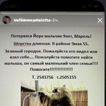 Подробнее об объявлении «Пропала собака кобель помогите пожалуйста   Красноярск» Фото: пропала собака Йоркширский терьер «Пропала собака кобель помогите пожалуйста...» в г. Красноярск